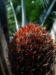 Vivero